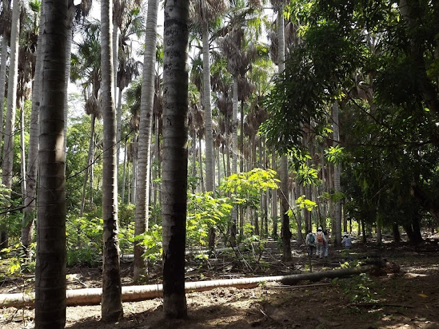 Pesquisadores da UFPI e da UFRGS descobrem floresta fóssil de mais de 245 milhões de anos em Altos(PI)