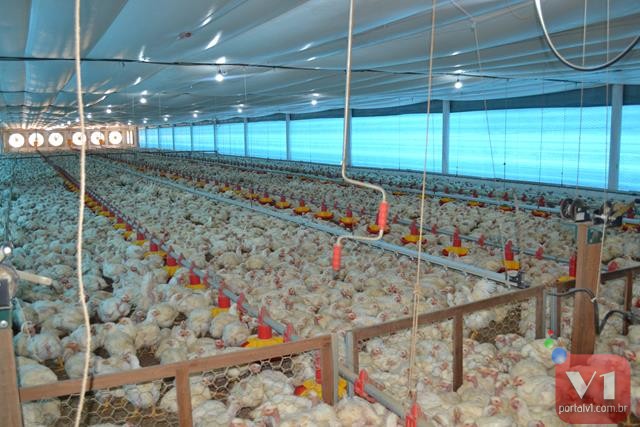 Granja em Valença produz mais de 130 toneladas de carne de frango por mês e 200 mil ovos por dia e é a maior do Piauí