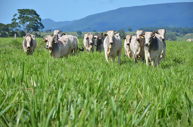 Empresário de Minas Gerais apresenta projeto para plantar no Piauí capim adaptado ao semiárido